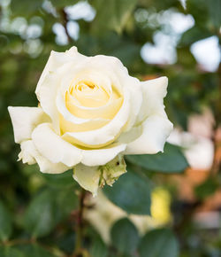 Close-up of white rose blooming outdoors