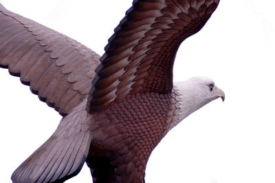 Low angle view of eagle