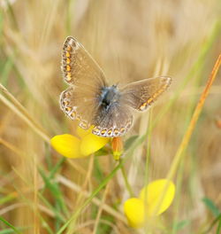 Close-up of butterfly pollinating on flower