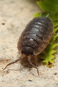 Close-up of a bug on ground