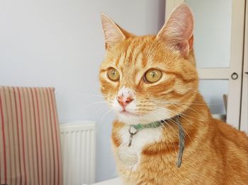 Portrait of ginger cat sitting at home