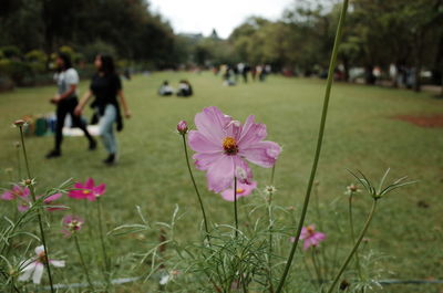Close-up of pink flowering plants on field