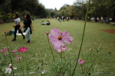 Purple magenta flower by the park