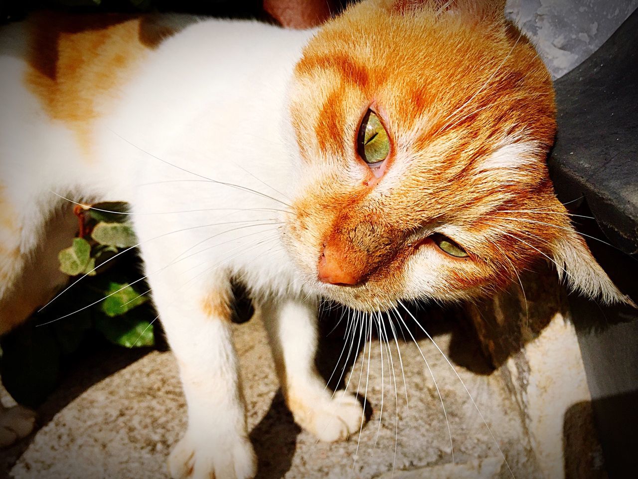 one animal, animal themes, domestic animals, pets, mammal, domestic cat, high angle view, whisker, close-up, indoors, feline, cat, relaxation, lying down, portrait, animal head, looking at camera, dog, carnivora, full length