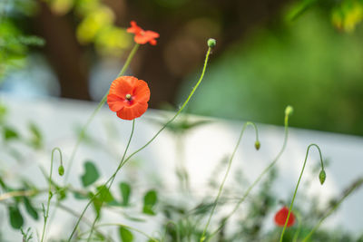 Close-up of red poppy flowers