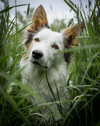 Close-up of dog on field