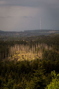 Trees growing on field in forest against sky