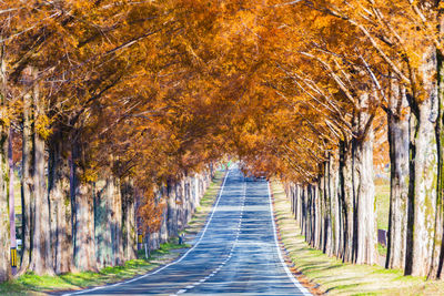 Autumn leaves of metasequoia trees in shiga prefecture