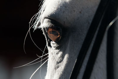 Close-up of horse eye