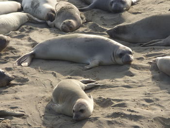 Sheep relaxing on sand at beach