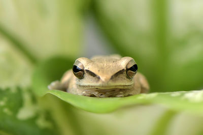 Close-up of frog on leaf