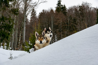 Portrait of dog on snow covered land