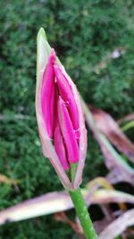 Close-up of pink crocus flower