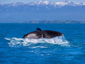 Whale tail