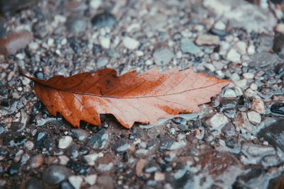 Close-up of dry maple leaves on road