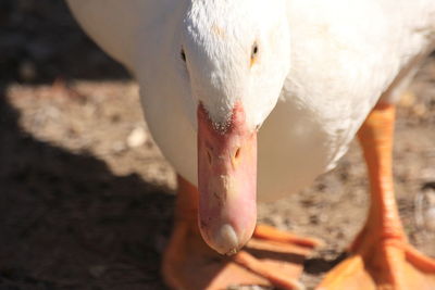 Close-up of a bird