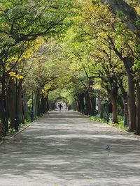 Rear view of people walking on footpath amidst trees in park