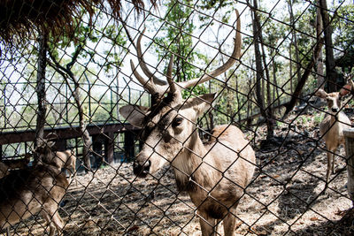 View of deer in zoo