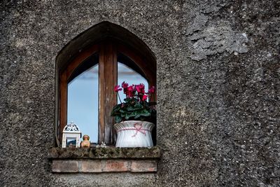 Plants growing on wall