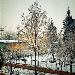 Snow covered trees