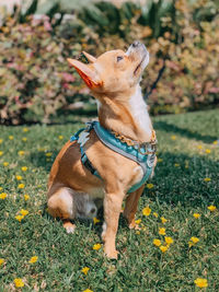 Dog looking away on field