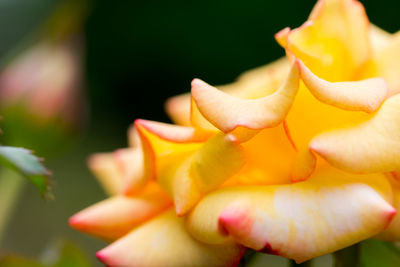 Close-up of yellow rose flower