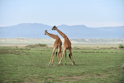 Rear view of giraffes standing on land