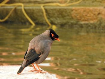 Close-up of bird perching on a lake