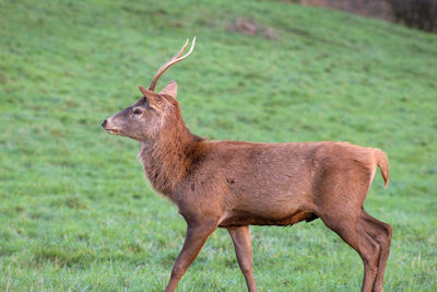 Side view of deer on field