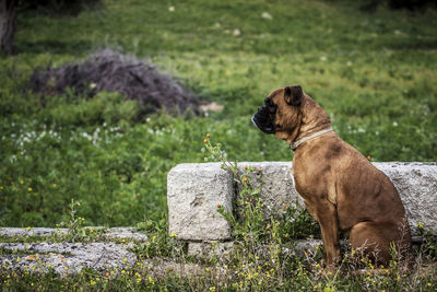 Dog looking away on rock