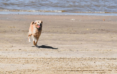 Dog running on beach