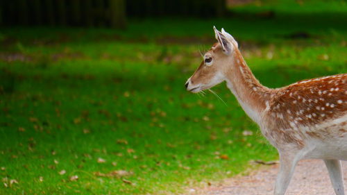 Side view of deer on field