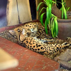 Cat lying in a zoo