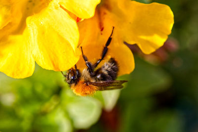 Close-up of bee pollinating on flower