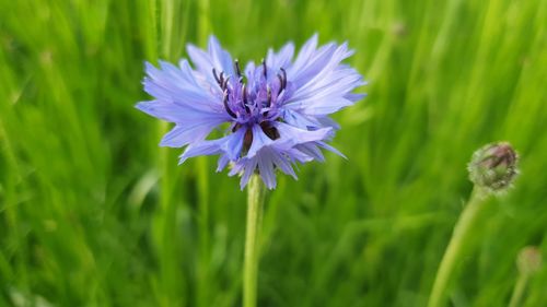 Close-up of purple flowering plant