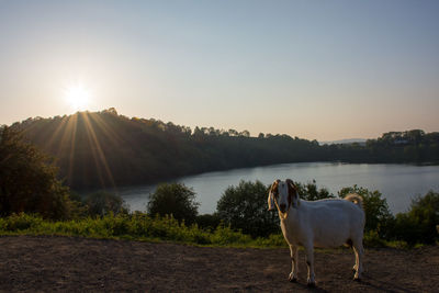 Goat at sunset