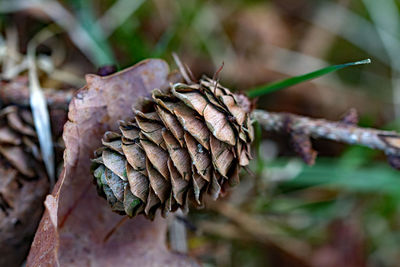 Close-up of dry plant
