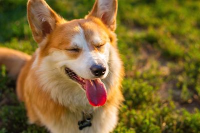 Close-up portrait of dog