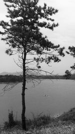 Tree by lake against sky