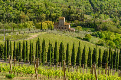 Vineyard against trees on field