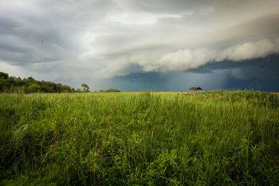 Scenic view of agricultural field against sky