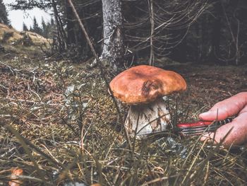 Close-up of hand holding mushroom growing in forest