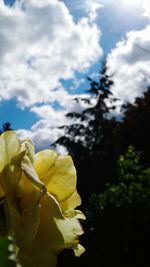 Close-up of yellow flower blooming against sky