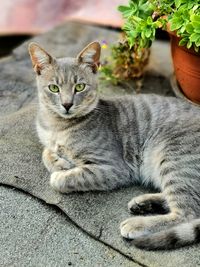 Portrait of cat relaxing outdoors