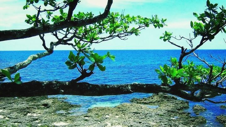 sea, horizon over water, water, tranquility, tranquil scene, beauty in nature, scenics, nature, blue, tree, growth, sky, beach, branch, shore, plant, idyllic, leaf, day, sunlight