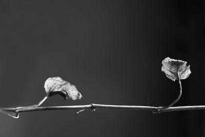 Close-up of leaf against black background