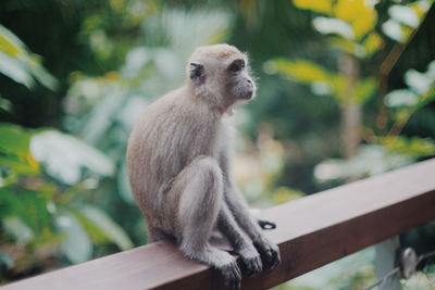 Monkey sitting on railing