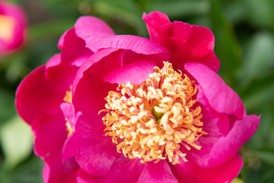 Close-up of pink flowering plant