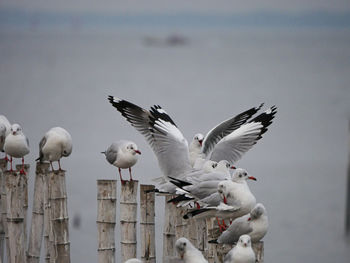 Seagulls perching on wooden post