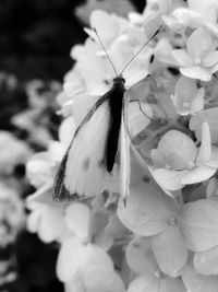 Close-up of butterfly pollinating on white flower